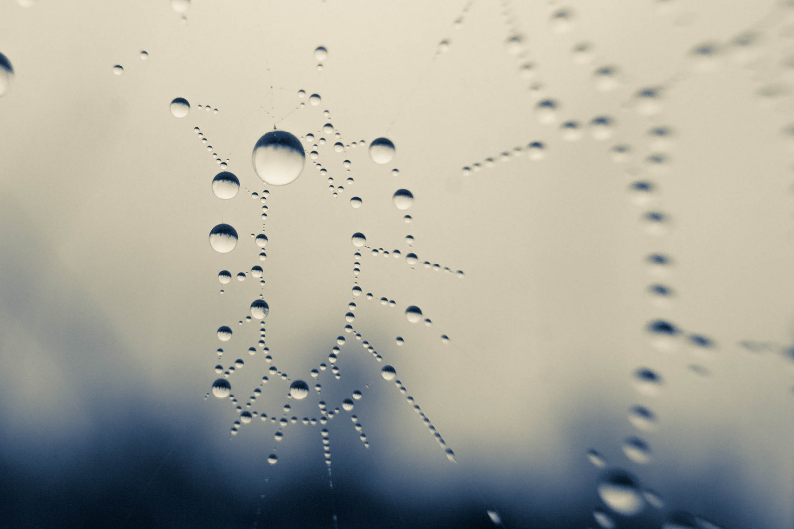 web, edderkoppespind, dug, kondensation, 1022mm, canon30d, ef12extensiontube