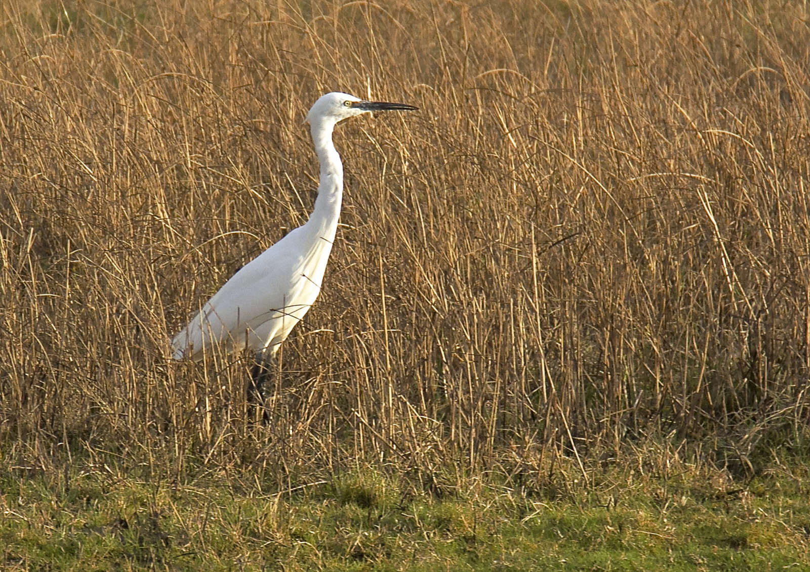 fugl, økosystem, fauna, kran fugl, dyreliv, næb, kran, græs familie, hejren, marsk, græsarealer, græs, hejre, stor hejren, ciconiiformes, økoregion, stork, Mark, vådområde, eng, shorebird