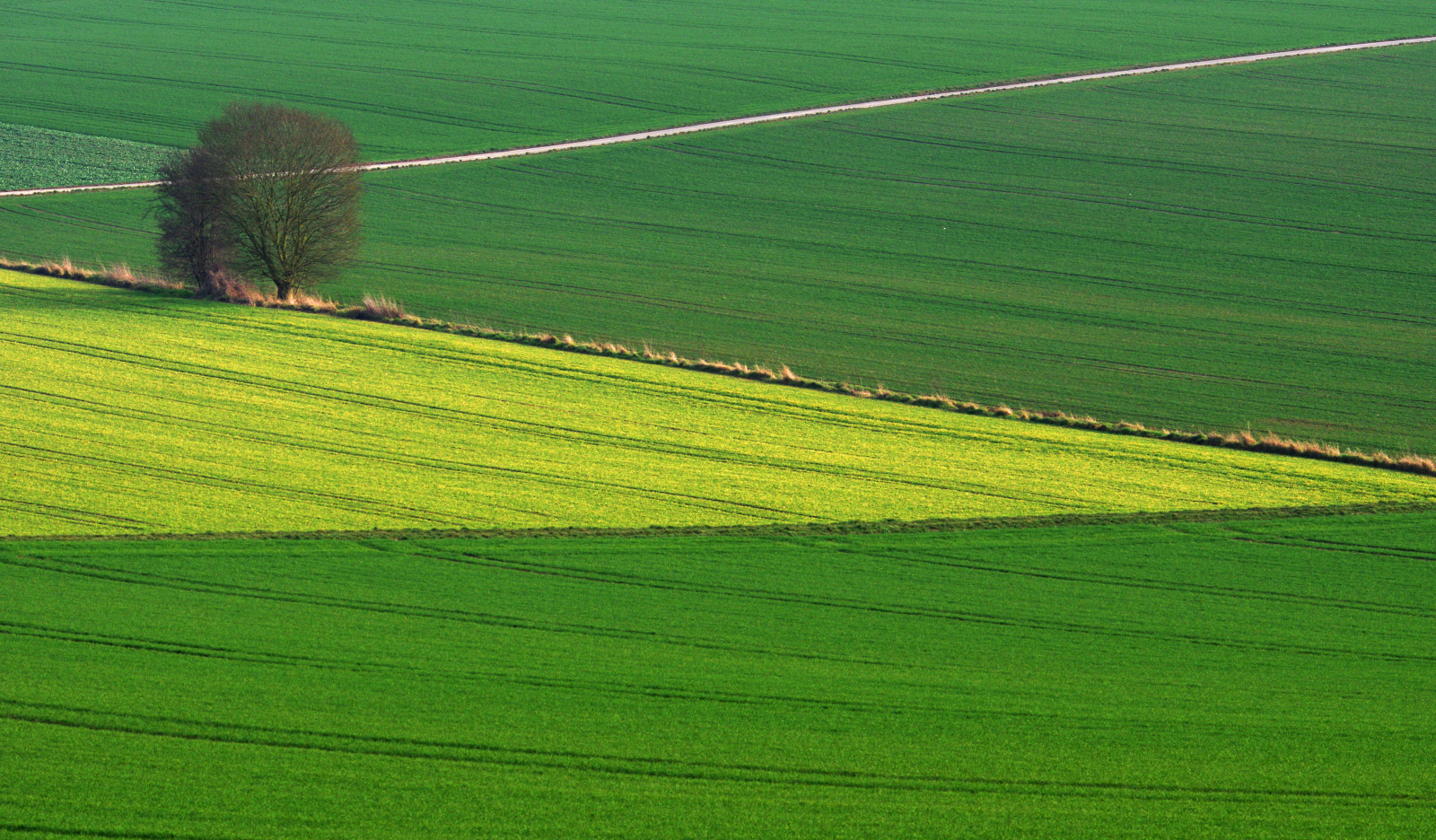 tree, green, field, path, minimal, grun, minimalistic, baum, lonelytree, feldweg, weg, acker, agrar, badcamberg, minimalistisch, goldenergrund, fieldpath, elkaypics, lutzkoch