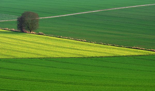 tree,green,field,path,minimal,grun