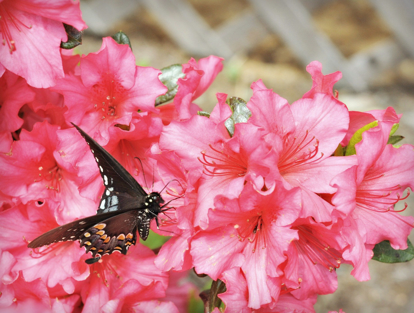 Wallpaper : macro, butterfly, insect, cherry blossom, pollen, pink ...