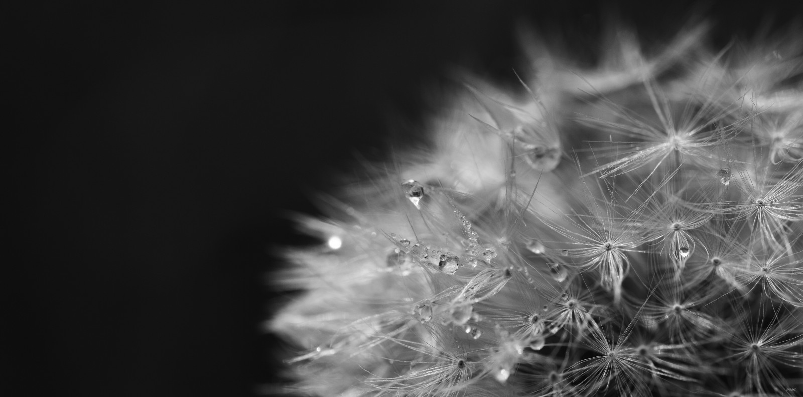 bw, ดอกไม้, ธรรมชาติ, เนเธอร์แลนด์, ดำขาว, Nikon, สจ๊วต, nederland, natuur, ดอกแดนดิไลอัน, น้ำค้าง, Dauw, bloem, Zw, paardenbloem