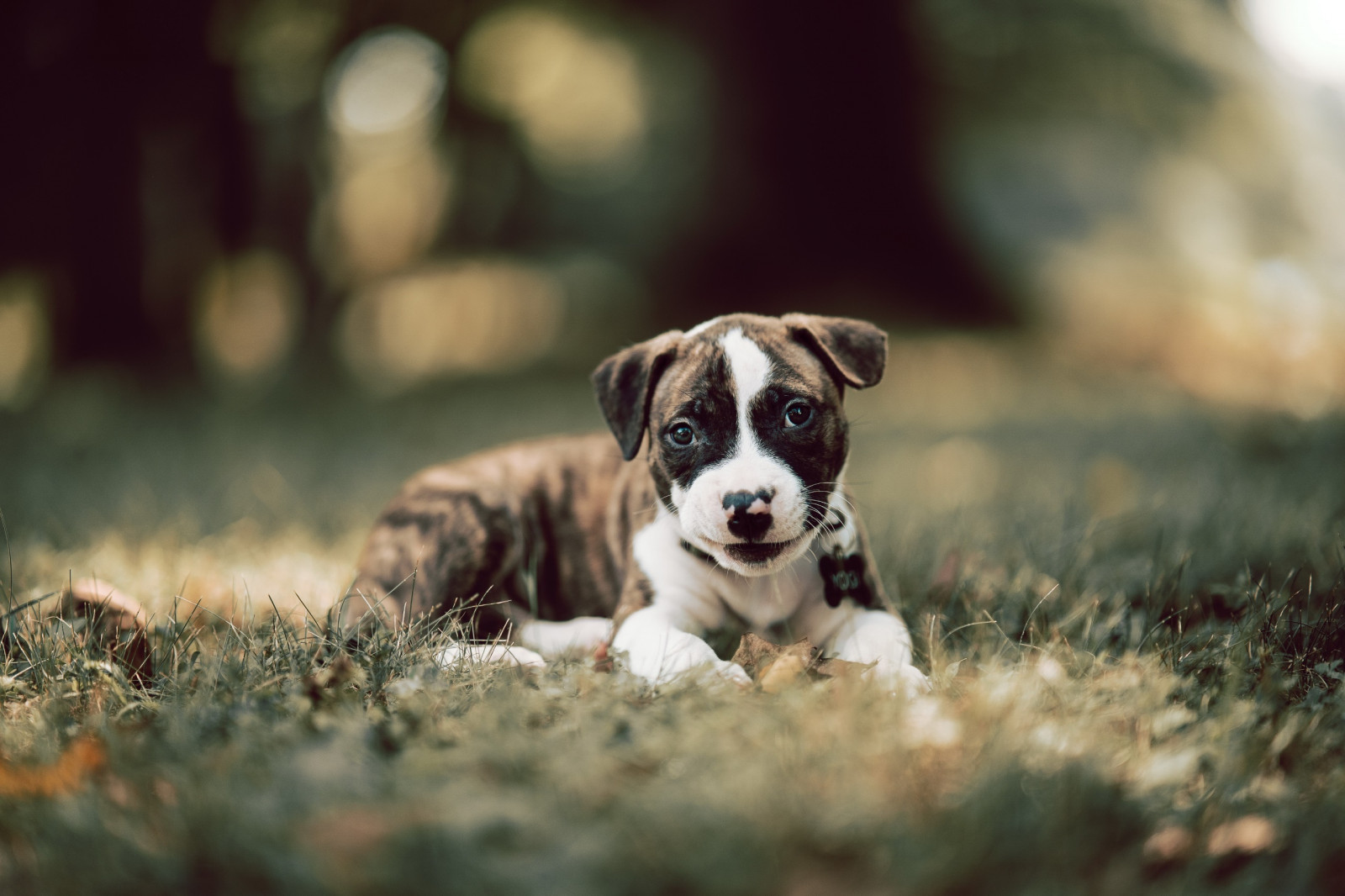 Wallpaper dog, animals, mammals, puppies, outdoors 2560x1707