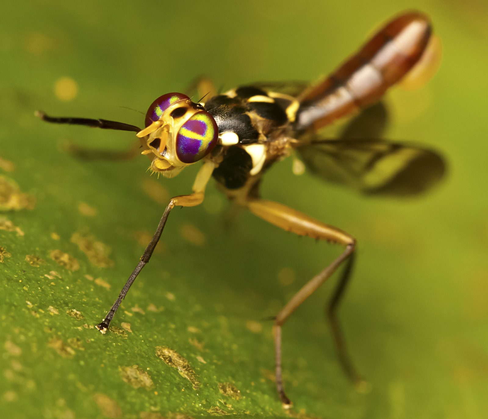 occhi, Singapore, natura, gambe, Ali, viola, macro, insetto, natura, Canone, Veloce, lente, Volare, Fai da te, treppiedi, primo, foglia, 40d, vespa, garcia, giardini, fauna, diffusore, tubo, 100 millimetri, peste, calabrone, macrofotografia, addome, avvicinamento, fotografia macro, invertebrato, artropodo, organismo, membrana insetto alato, jon, estensione, greatnature, 31 millimetri, entomologia, botanicgardens, Jonathan, Singaporebotanicgardens, Opzjon, Purpleeyedfly