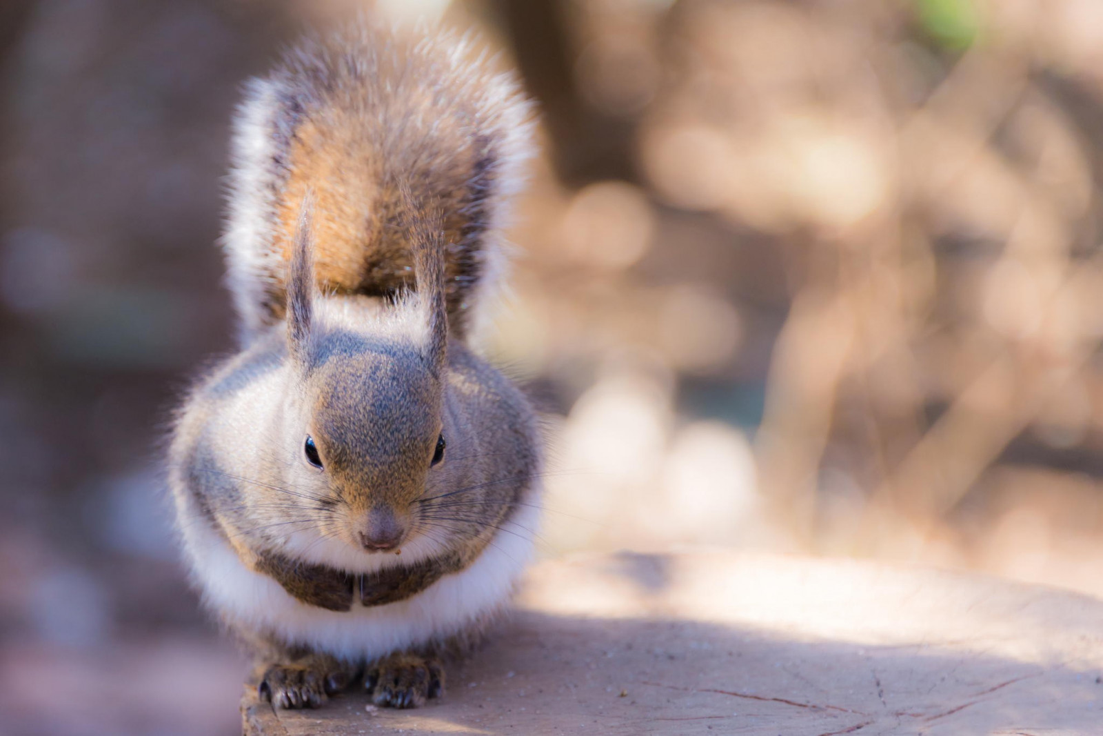 zvěř, veverka, Volně žijících živočichů, nos, kníry, zobák, prerijní pes, hlodavec, pruhovaná veverka, králičí, fauna, savec, obratlovců, zblízka, vodní pták, králíci a zajíci