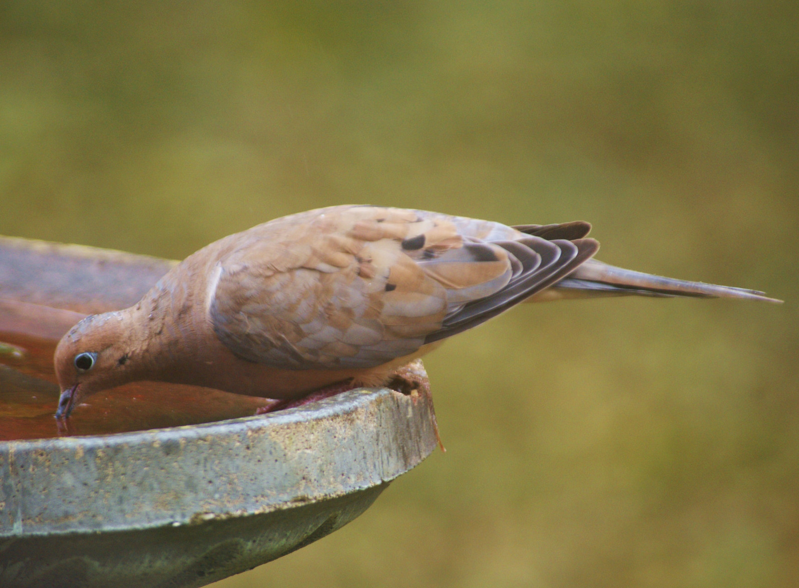 Wallpaper water, outdoors, drink, wildlife, Sony, Illinois, dove