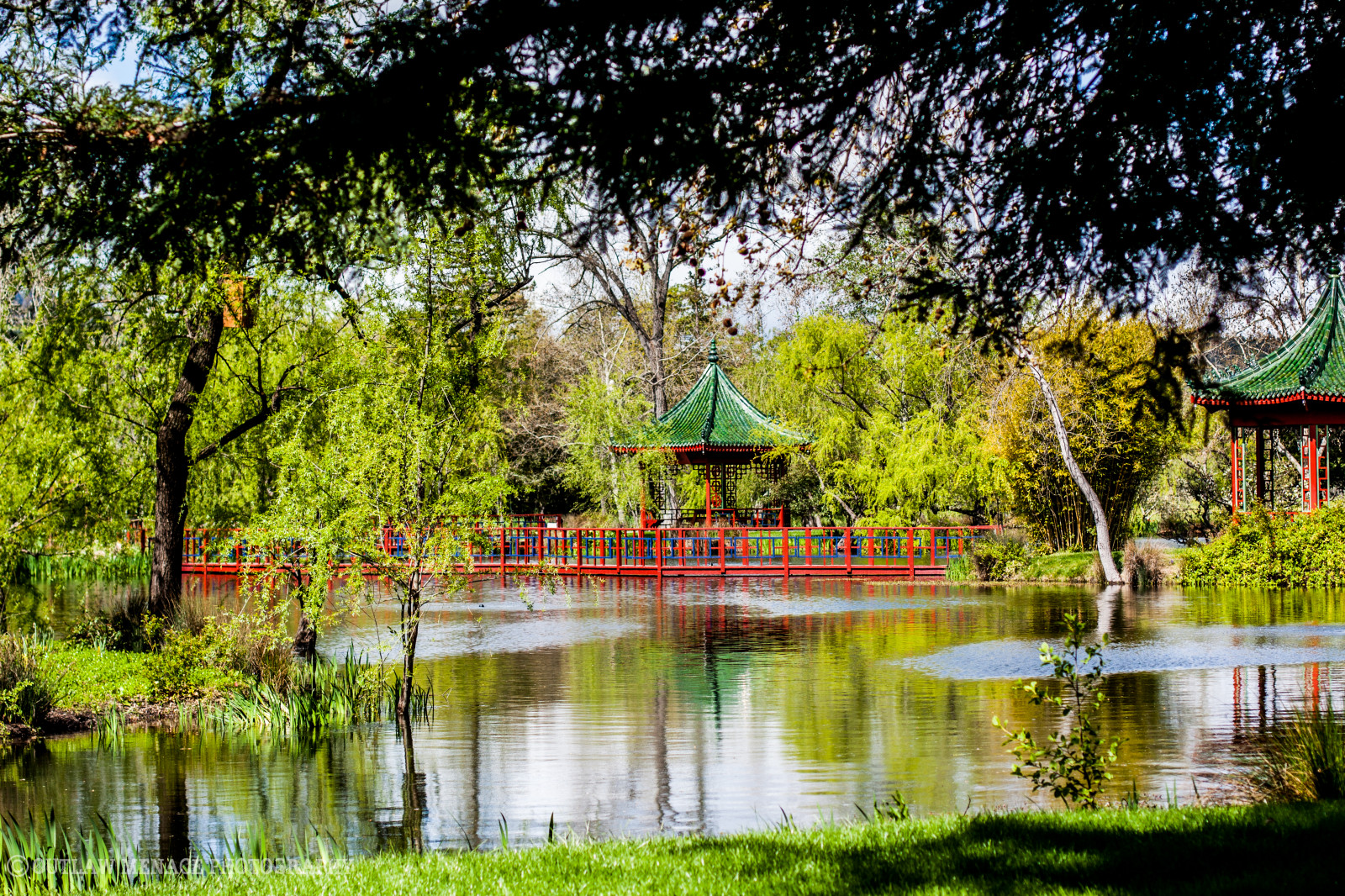 Brücke, Bäume, See, Fisch, Betrachtung, Gebäude, Grün, Liebe, Wasser, schön, Vögel, Garten, Landschaft, Weinberg, Teich, Flitterwochen, hell, Wein, Chinesisch, Szene, Weingut, Napavalley, Napa