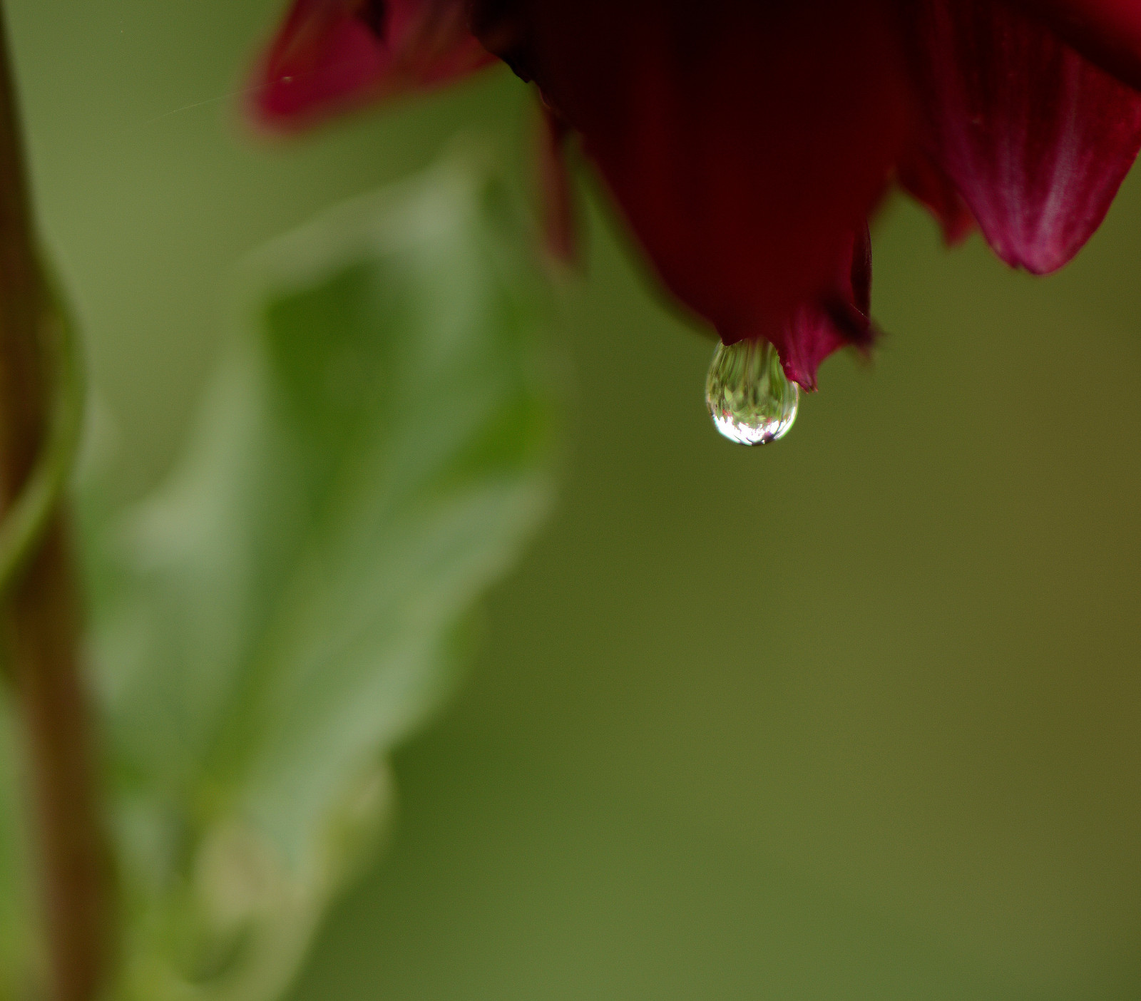 jiřina, Červené, letní, Francie, květ, makro, odraz, zelená, Příroda, voda, déšť, detailní, zahrada, venkov, Nikon, kapka vody, Evropa, burgundské, země, Bordeaux, pokles, kapička, moje zahrada, Bourgogne, dešťová kapka, D7100, nikond7100