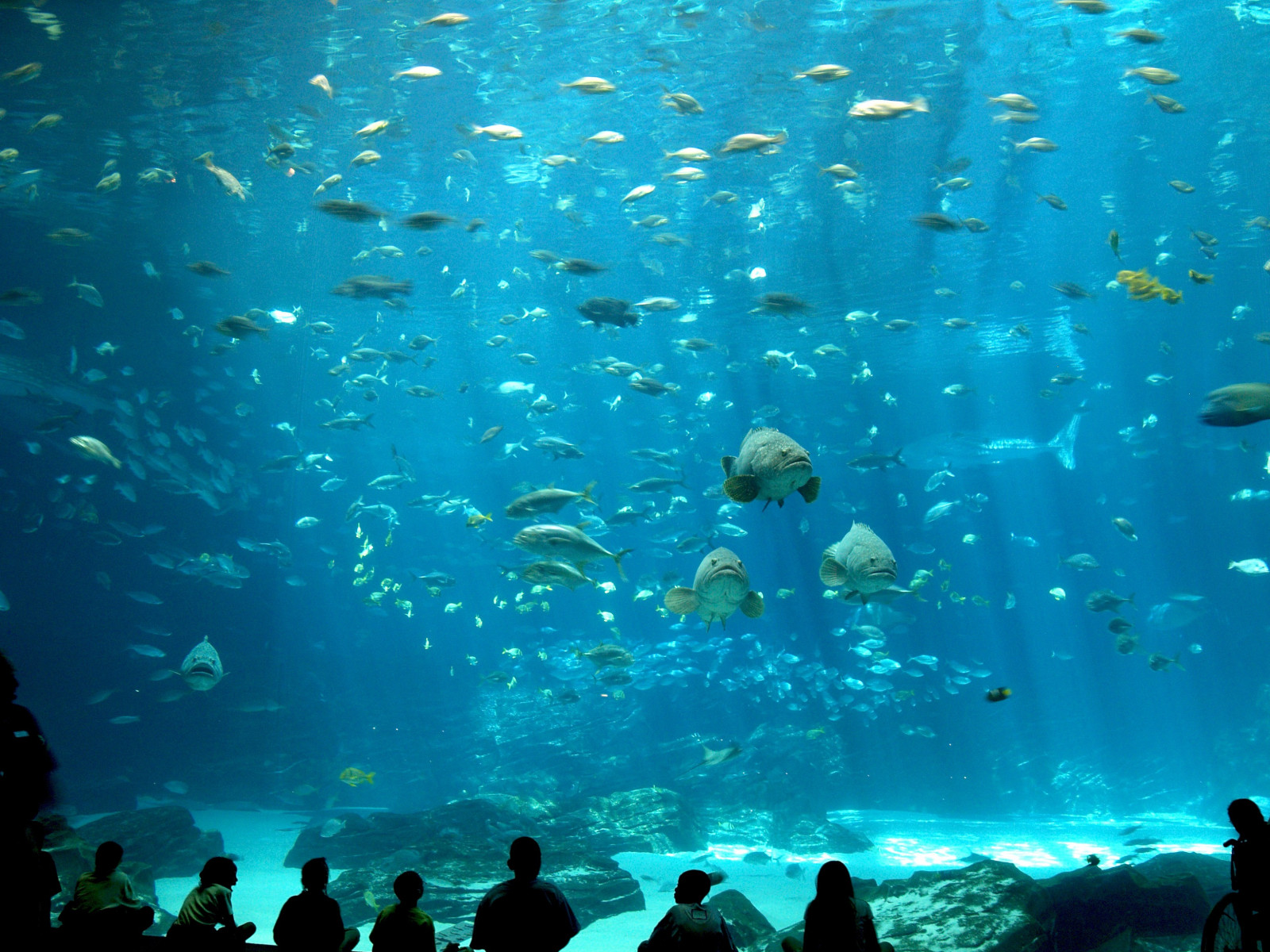 sportovní, moře, Ryba, Pod vodou, korálový útes, potápění, biologie, oceán, volné potápění, útes, 3264x2448 px, mořská biologie, vodní sport, potápění