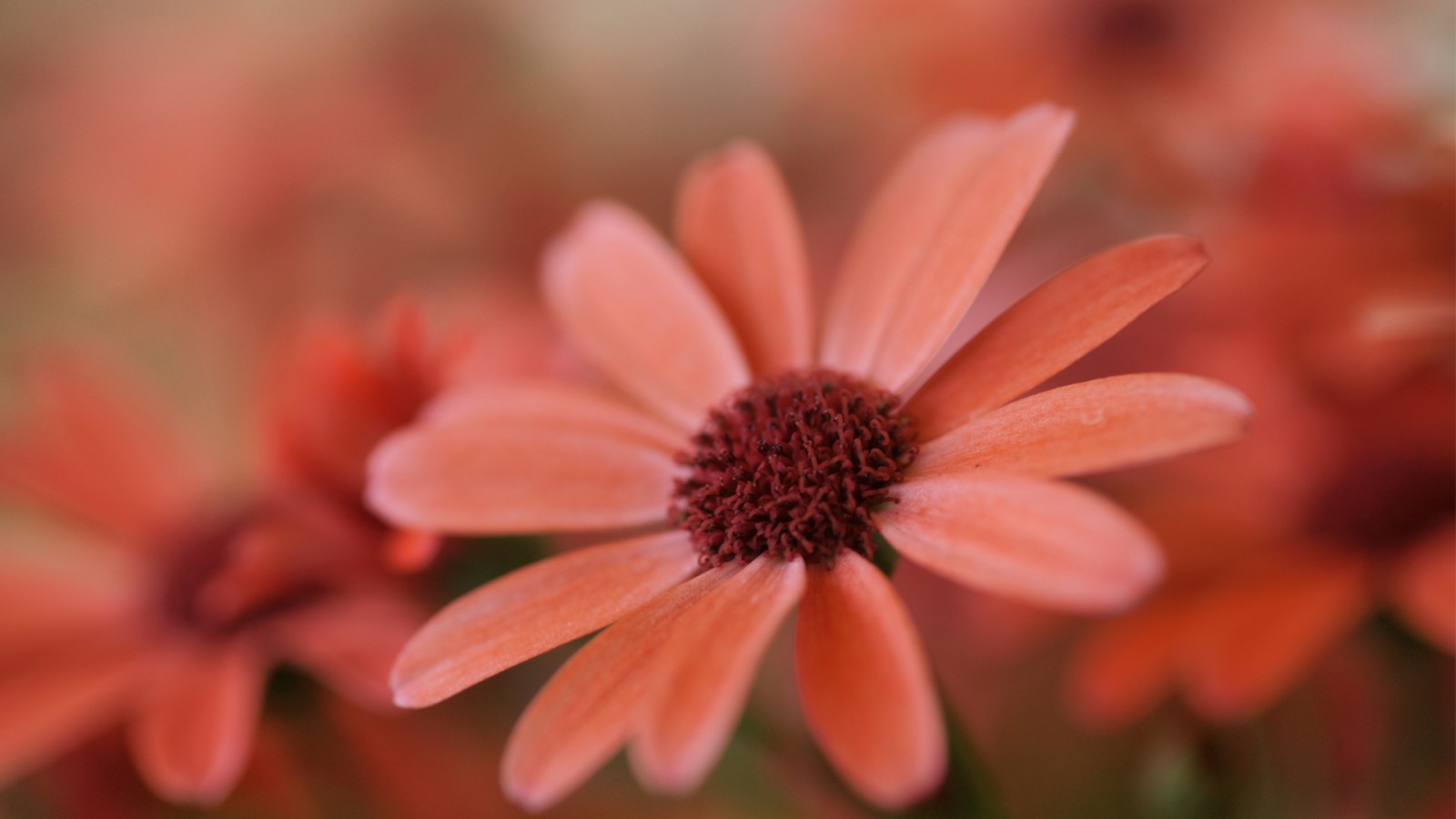 květiny, Červené, fotografování, makro, květ, Sedmikráska, list, květ, rostlina, flóra, okvětní lístek, divoká rostlina, botanika, suchozemská rostlina, kvetoucí rostlina, zblízka, makro fotografie, závod stonek, daisy rodina