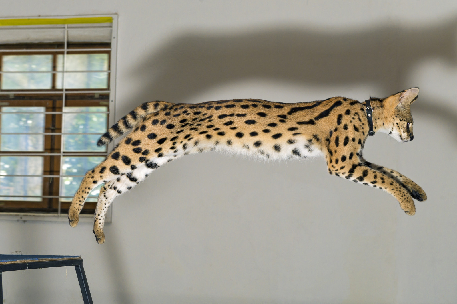 Wallpaper window, tail, jumping, wall, profile, Germany, wildlife