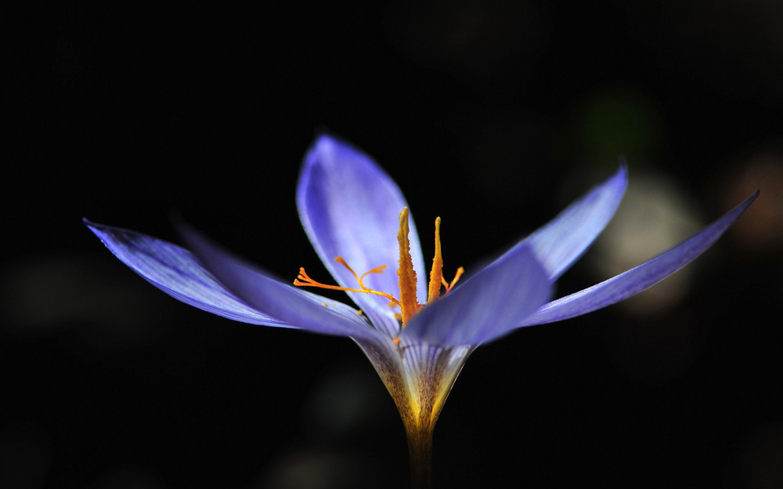 slunečnímu záření, květiny, Příroda, fotografování, nachový, žlutý, modrý, květ, fialové květy, krokus, světlo, list, květ, rostlina, oko, flóra, tma, okvětní lístek, divoká rostlina, 1920x1200 px, počítač tapeta, suchozemská rostlina, kvetoucí rostlina, zblízka, makro fotografie