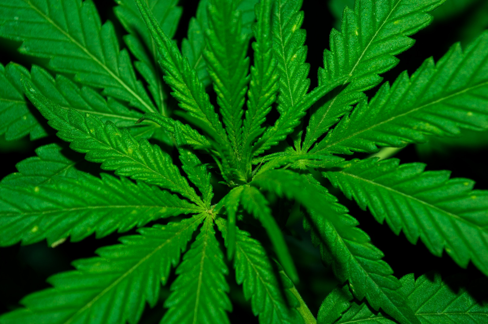 Cannabis plants
