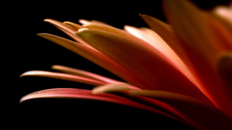 merah, fotografi, kuning, kelopak, daun, latar belakang hitam merah, fotografi, kuning, kelopak, daun, latar belakang hitam