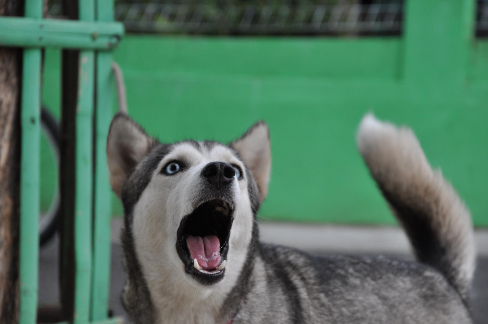 cane, Husky siberiano, cucciolo, mammifero, 2048x1360 px, vertebrato, cane lupo, Cane lupo di Saarloos, cane come mammifero, gruppo razza del cane, Norwegian elkhound, cane di strada, rifugio per animali