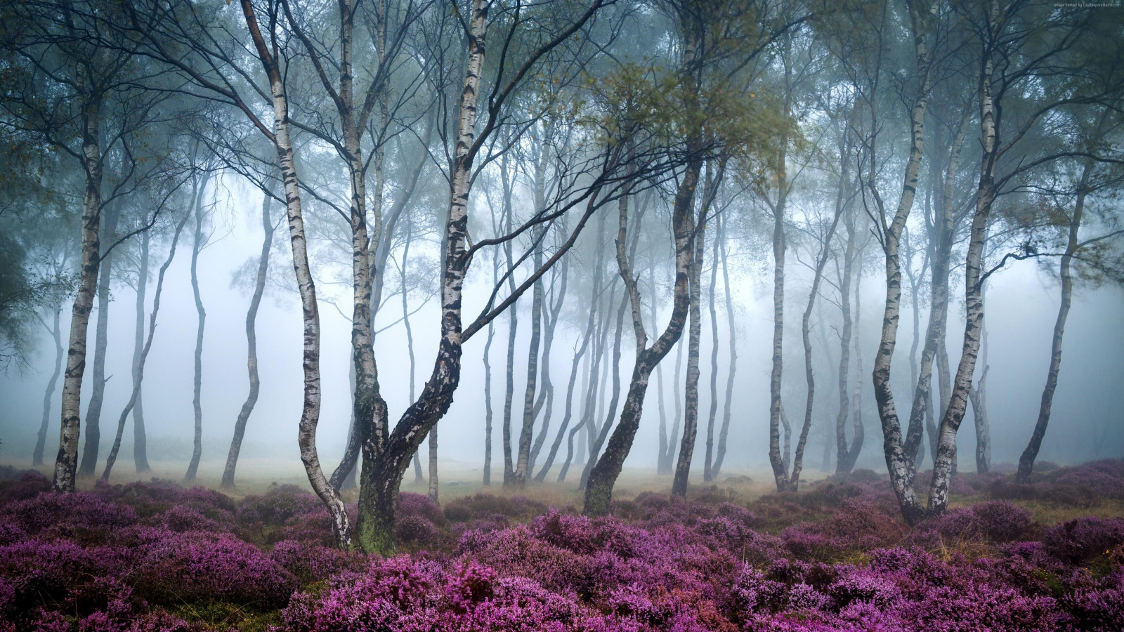 zonlicht, bomen, Bos, bloemen, natuur, tak, ochtend-, mist, wildernis, roze, wetland, boom, herfst, mist, blad, bloem, fabriek, seizoen, weide, bos-, leefgebied, natuurlijke omgeving, atmosferisch fenomeen, houtachtige planten, ecosysteem
