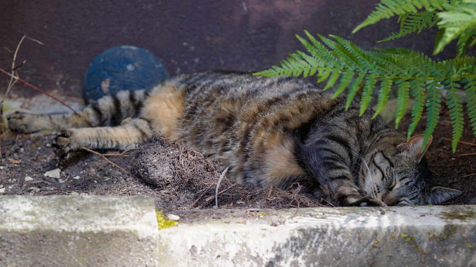 Katze, Gras, Tiger, Tierwelt, Whiskers, Harry, wilde Katze, Baum, Fauna, Säugetier, Katze wie Säugetier, Schnauze, Kleine bis mittelgroße Katzen, Fleischfresser, Tabby katze, Organismus, Häusliche kurzhaarige Katze, Tabby, Europäisches Kurzhaar, Bruno, Toyger, dragon li