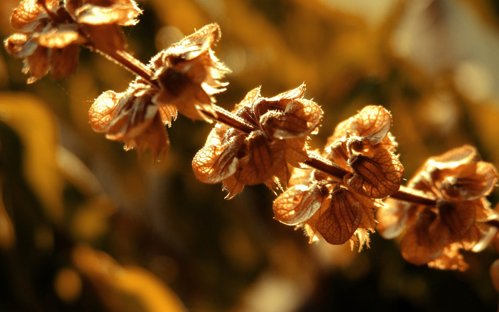 Hintergrundbilder Pflanze, trocken, Ast, Schatten 2560x1600