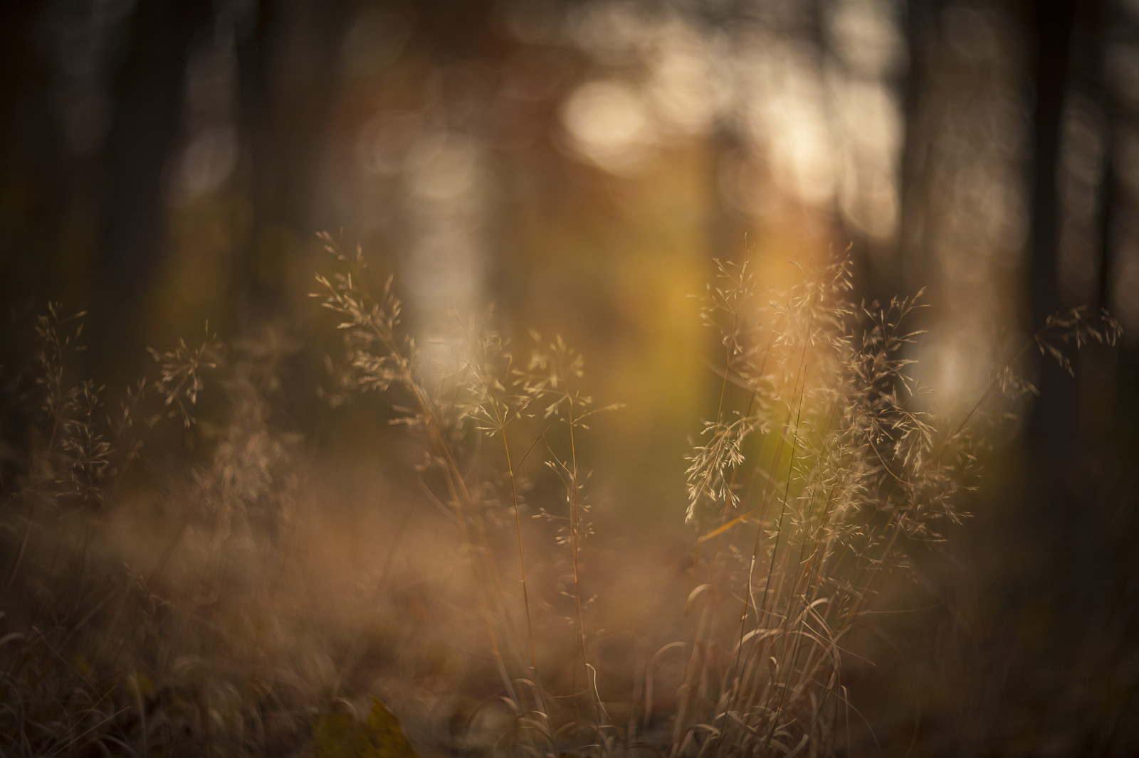 Rust Fall Background Wallpaper : autumn, brown, fall, grass, season, golden, rust, helios ...