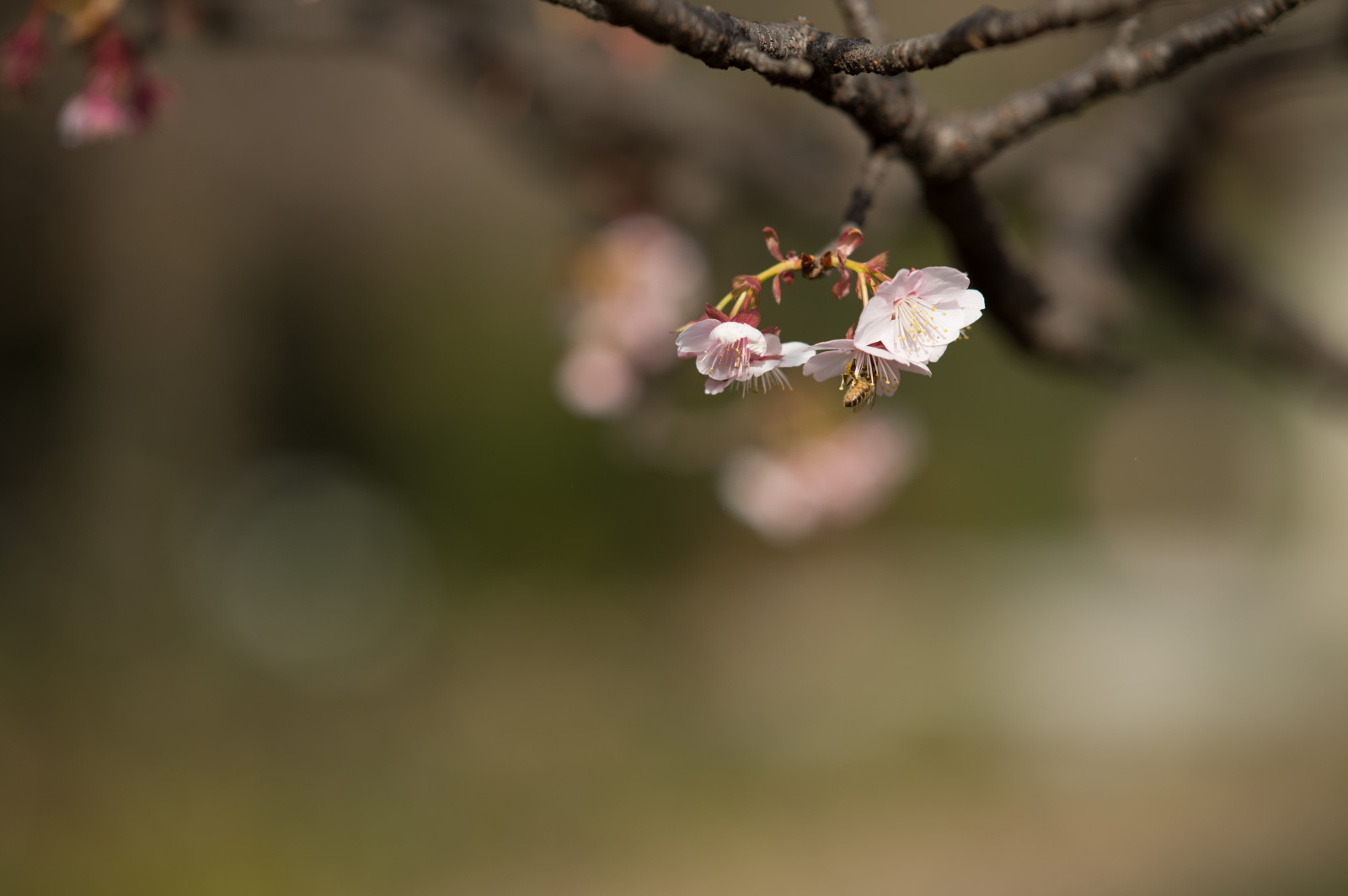 ญี่ปุ่น, ธรรมชาติ, จอด, การถ่ายภาพ, สาขา, ดอกซากุระ, Nikon, เบ่งบาน, ฤดูใบไม้ผลิ, โตเกียว, Jp, ต้นไม้, nikkor, ฤดูใบไม้ร่วง, ใบไม้, ดอกไม้, ปลูก, ฤดู, พืช, ตา, กลีบดอก, shinjukgyoen, ชินจูกุ, afs105mmf14eed, afsnikkor105mmf14eed, Df, กิ่งไม้, ผลิต, พฤกษศาสตร์, ใกล้ชิด, การถ่ายภาพมาโคร, ต้นกำเนิด