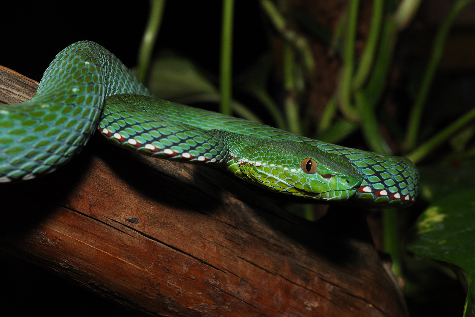 plaz, had, zmenšen plazů, had, fauna, mamba, Elapidae, Colubridae, ZMIJE, Mamba zelená, organismus, zblízka, makro fotografie, Volně žijících živočichů, chřestýš, terrestrial animal, vine snake