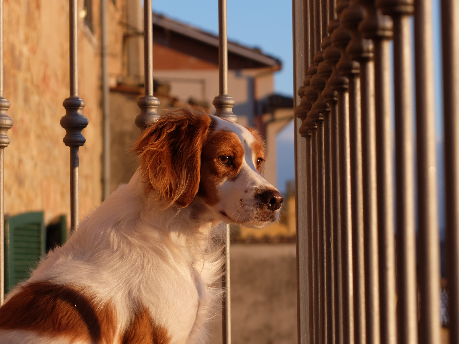 Pes, pes jako savec, psí plemeno, čenich, kooikerhondje, španěl, companion dog, Brittany, sporting group, Kavalír King Charles španěl