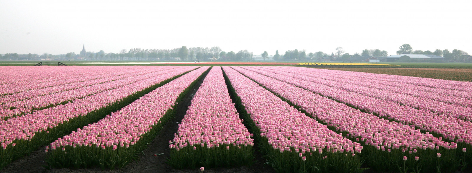 4368x1600 px, ala, kenttiä, kukka, kukat, tulppaani, tulppaanit