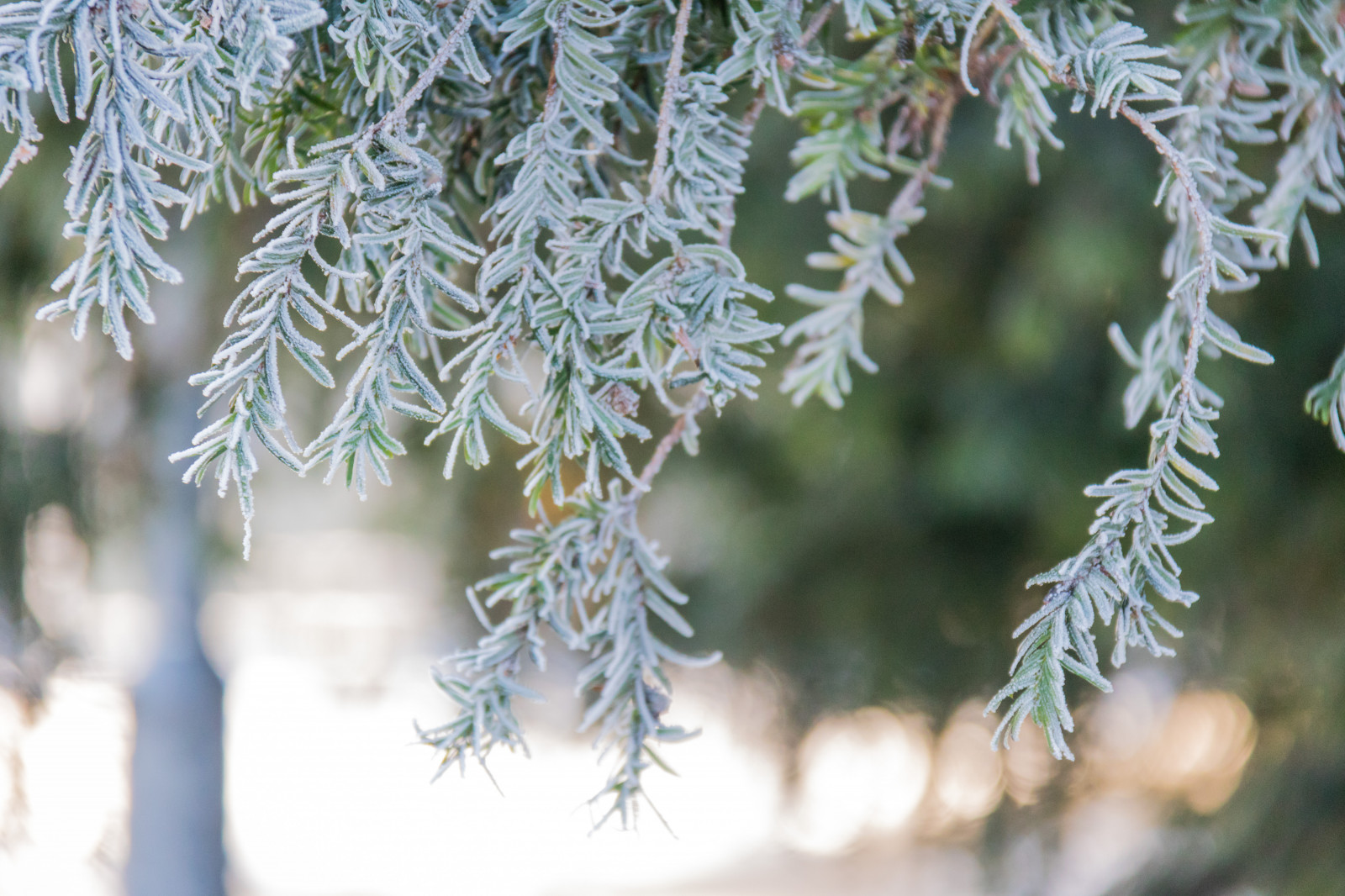 Příroda, zima, větev, Studený, mráz, smrk, Vánoční strom, bokeh, jedle, Jinovatka, zmrazení, jehličnatý strom, Evergreen, strom, list, květ, rostlina, sezóna, flóra, Vinter, parku Stadsparken, Trelleborg, jehla, kallt, exif modelu canoneos760d, geocountry, Kamera aby kánon, geocity, Model fotoaparátu canoneos760d, geostate, geolocation, EXIF čočka efs18200mmf3556is, EXIF otvor 56, exif focallength 200mm, exif aby kánon, exif isospeed 1600, rimfrost, Barr, mrazivý, větvička, botanika, suchozemská rostlina, dřevina