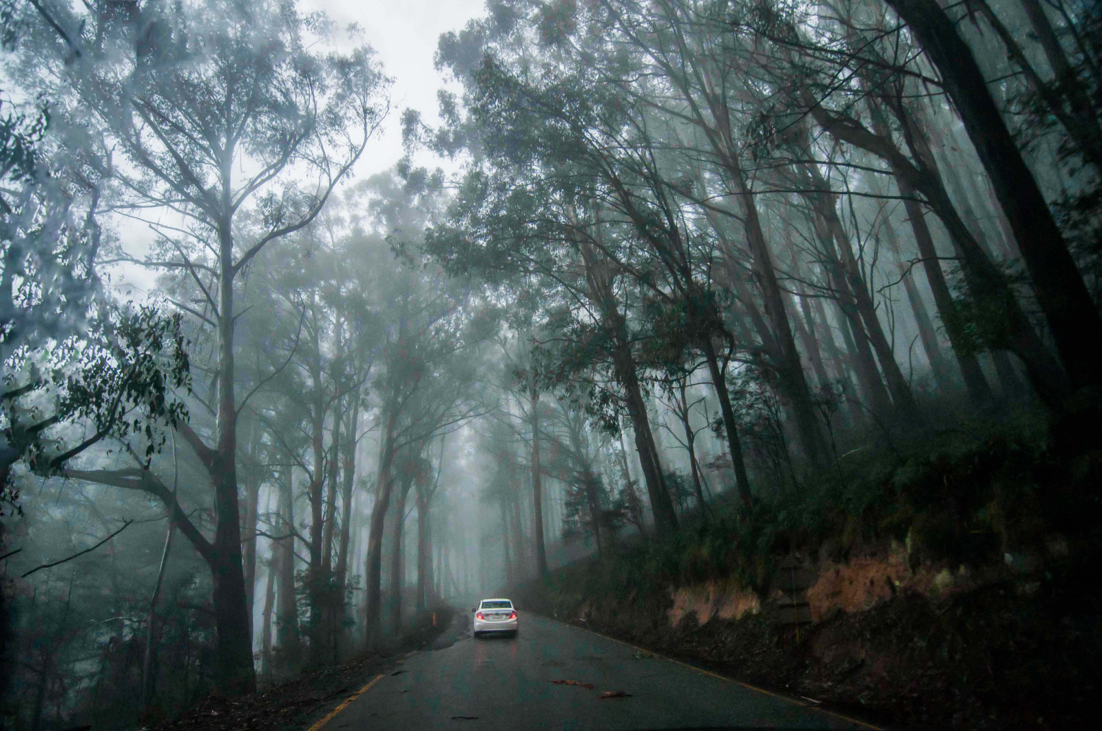 แสงแดด, ต้นไม้, ป่า, ธรรมชาติ, หิมะ, ถนน, เช้า, หมอก, Nikon, ฮอนด้า, ป่า, ทางหลวง, ออสเตรเลีย, วิกตอเรีย, เมลเบิร์น, มุมกว้าง, ต้นไม้, หมอก, ใบไม้, สภาพอากาศ, ฤดู, หิมะตก, ความมืด, ภาพหน้าจอ, โทคิน่า, ป่าไม้, ถิ่นที่อยู่, สภาพแวดล้อมทางธรรมชาติ, ปรากฏการณ์บรรยากาศ, ไม้ยืนต้น, ฝนตกปรอยๆ, mtbuller, mountbuller