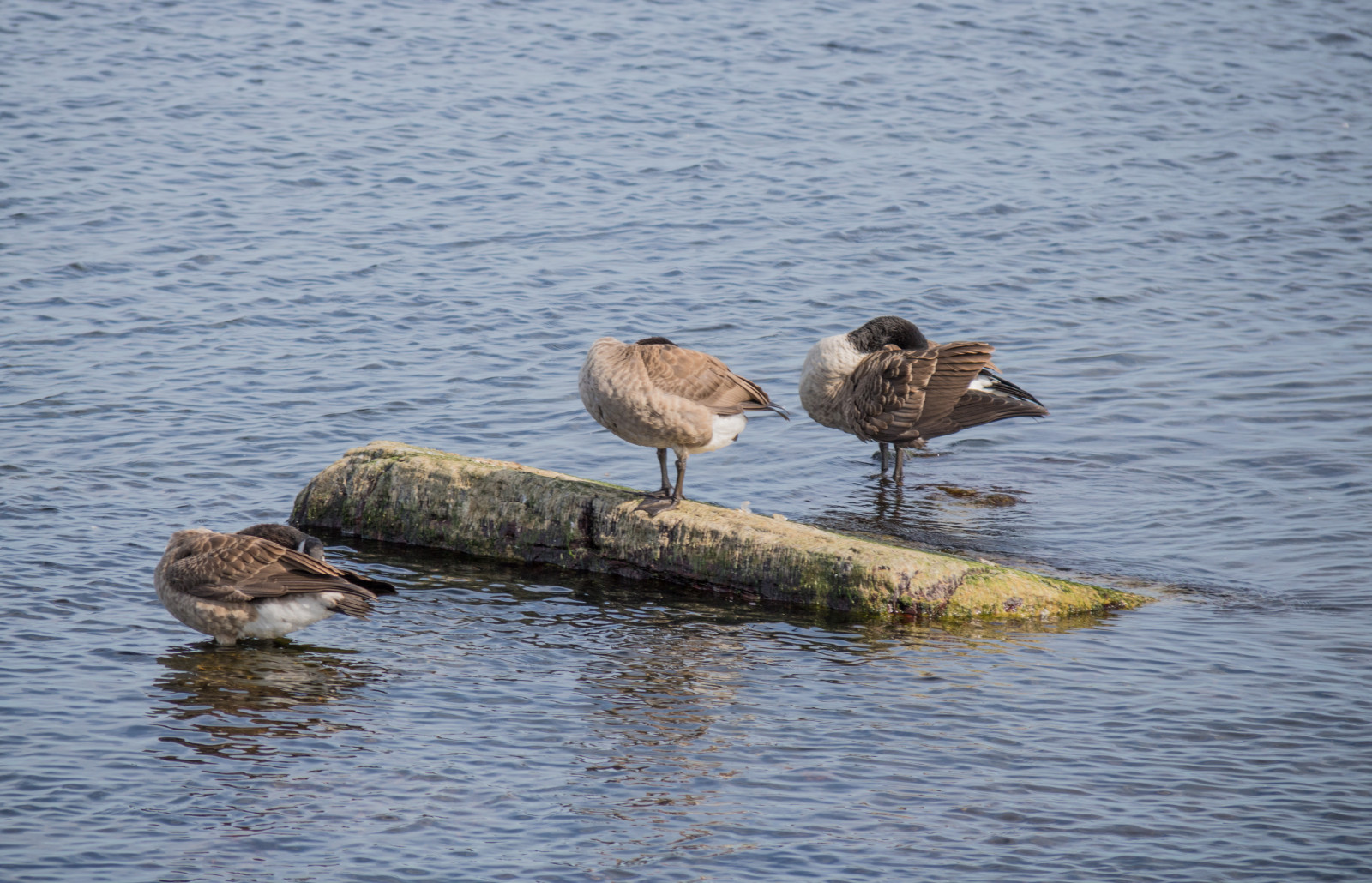 moře, voda, odraz, Volně žijících živočichů, pták, vatten, hav, f gel, sterlen, exif modelu canoneos760d, geocountry, Kamera aby kánon, geocity, Model fotoaparátu canoneos760d, geostate, geolocation, EXIF čočka efs18200mmf3556is, exif focallength 200mm, exif aby kánon, EXIF isospeed 100, EXIF otvor 63, Simrishamn, fauna, obratlovců, vodní pták, shorebird, seaduck