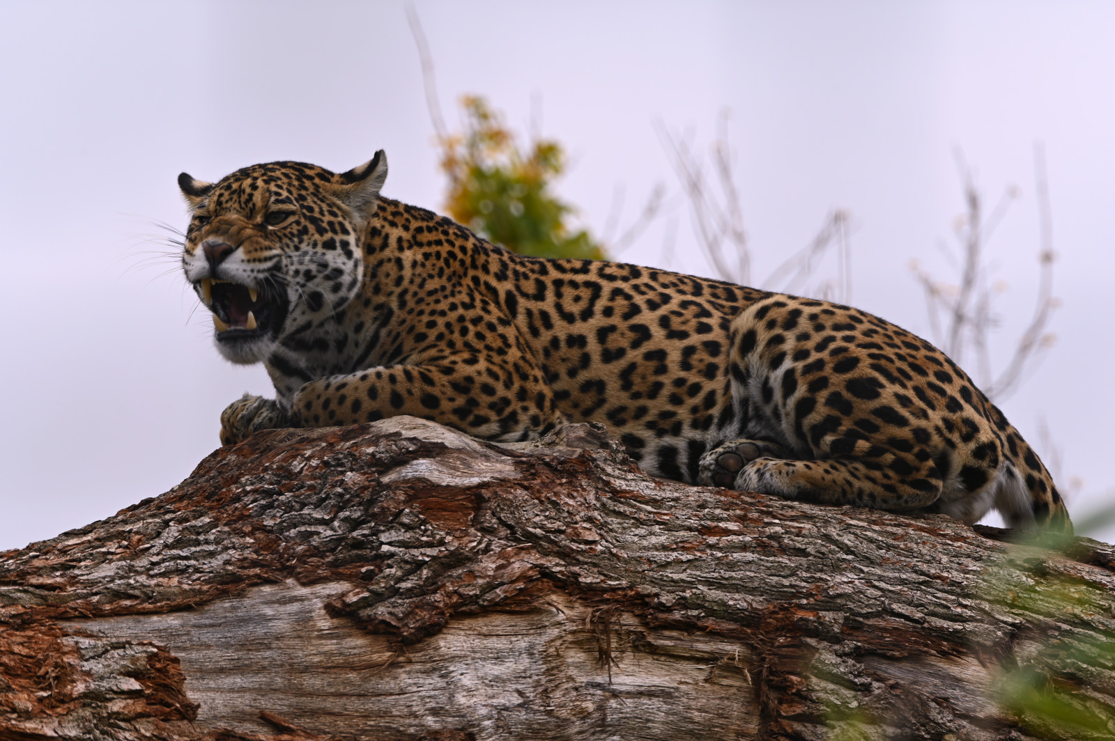 felidae, masožravec, rostlina, organismus, nebe, leopard, kníry, velké kočky, kolouch, terrestrial animal, přizpůsobování, african leopard, čenich, Jaguár, Natural landscape, krajina, terrestrial plant, strom, Volně žijících živočichů, lučina, džungle, srst, Safari, savana, vzor
