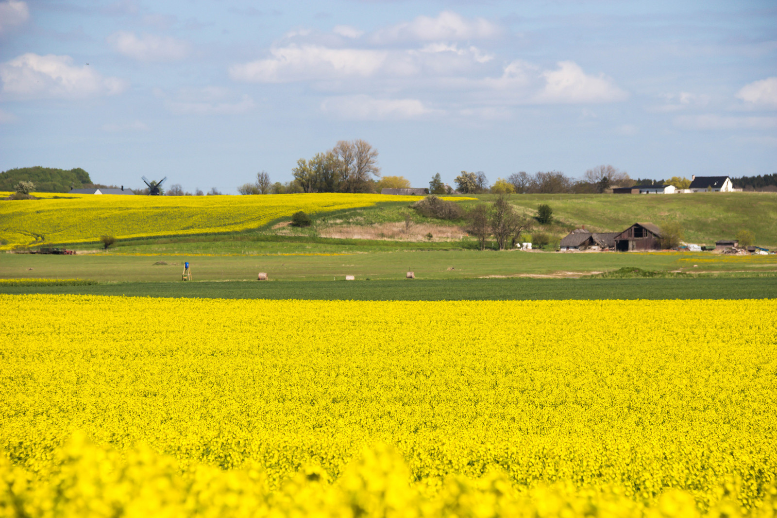 Wallpaper landscape, food, field, yellow, farm, Rapeseed, flower