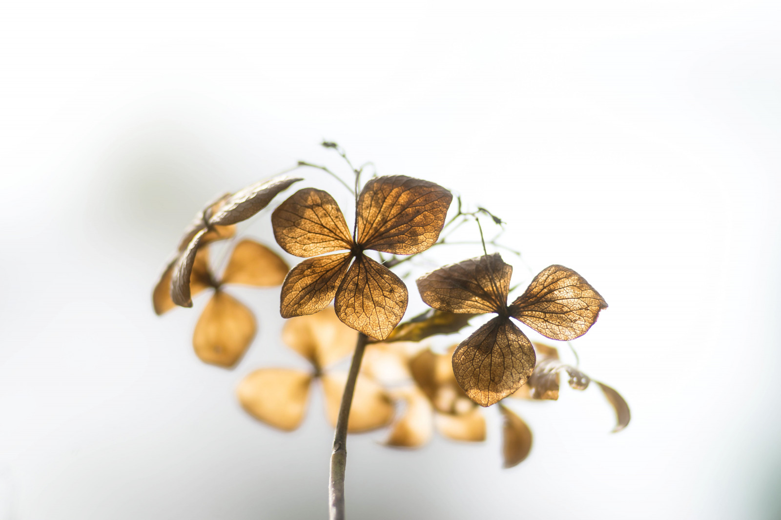 Wallpaper winter, flower, hydrangea 6000x4000 941730 HD