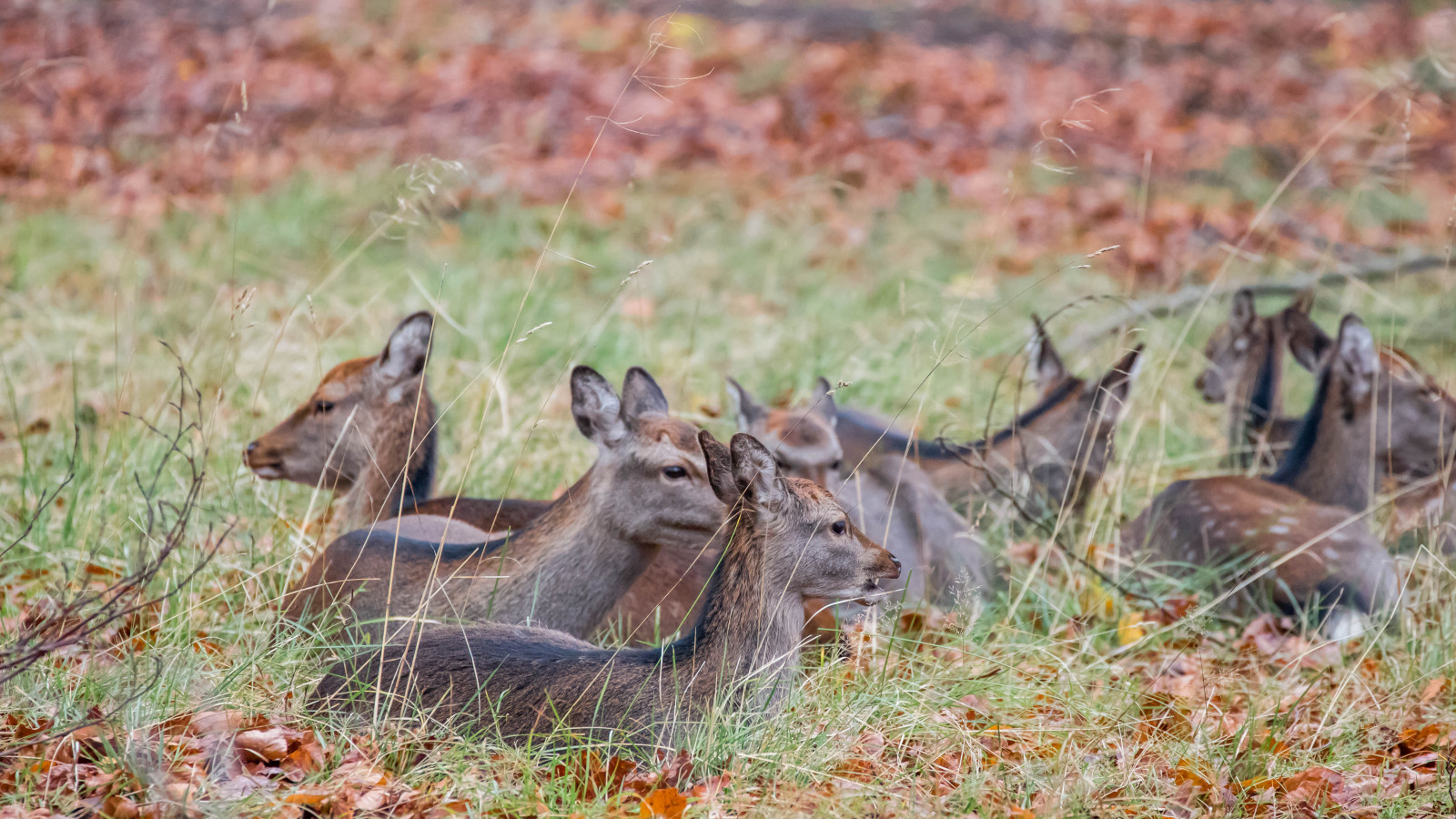 foresta, cervo, parco, natura, natura selvaggia, Danimarca, tundra, autunno, boschi, Danmark, Skog, Safari, Dyrehaven, j gersborg, j gersborgdyrehave, fauna, mammifero, prateria, savana, Cervo dalla coda bianca, sciacallo