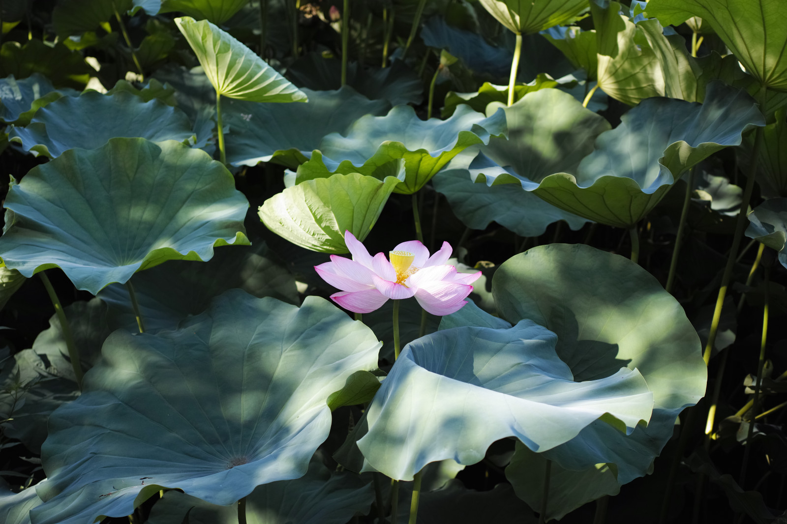 slunečnímu záření, zahrada, Příroda, zelená, květ, rybník, Quattro, Tokio, Lotus, list, květ, rostlina, flóra, Ueno, okvětní lístek, sigma, dp, DP2, dp2quattro, dp2q, divoká rostlina, botanika, suchozemská rostlina, kvetoucí rostlina, vodních rostlin, posvátný lotos, lotus rodina, Proteales
