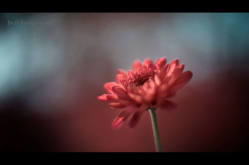 ความรัก, สีแดง, แสงแดด, ท้องฟ้า, เรณู, เบ่งบาน