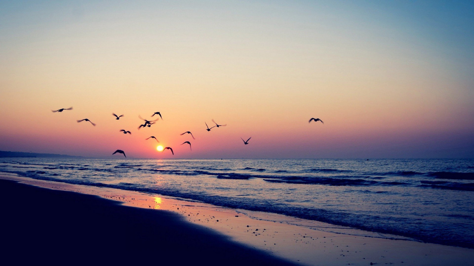 fond-d-cran-1920x1080-px-animaux-des-plages-des-oiseaux