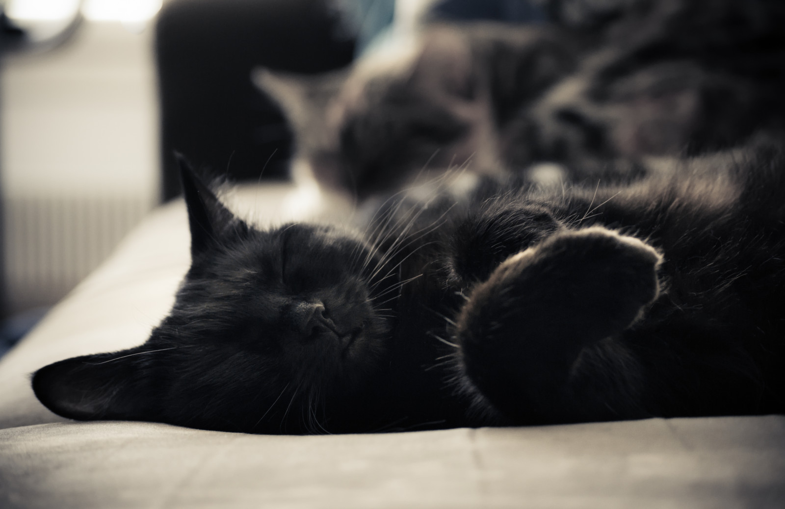 gatto nero zampa