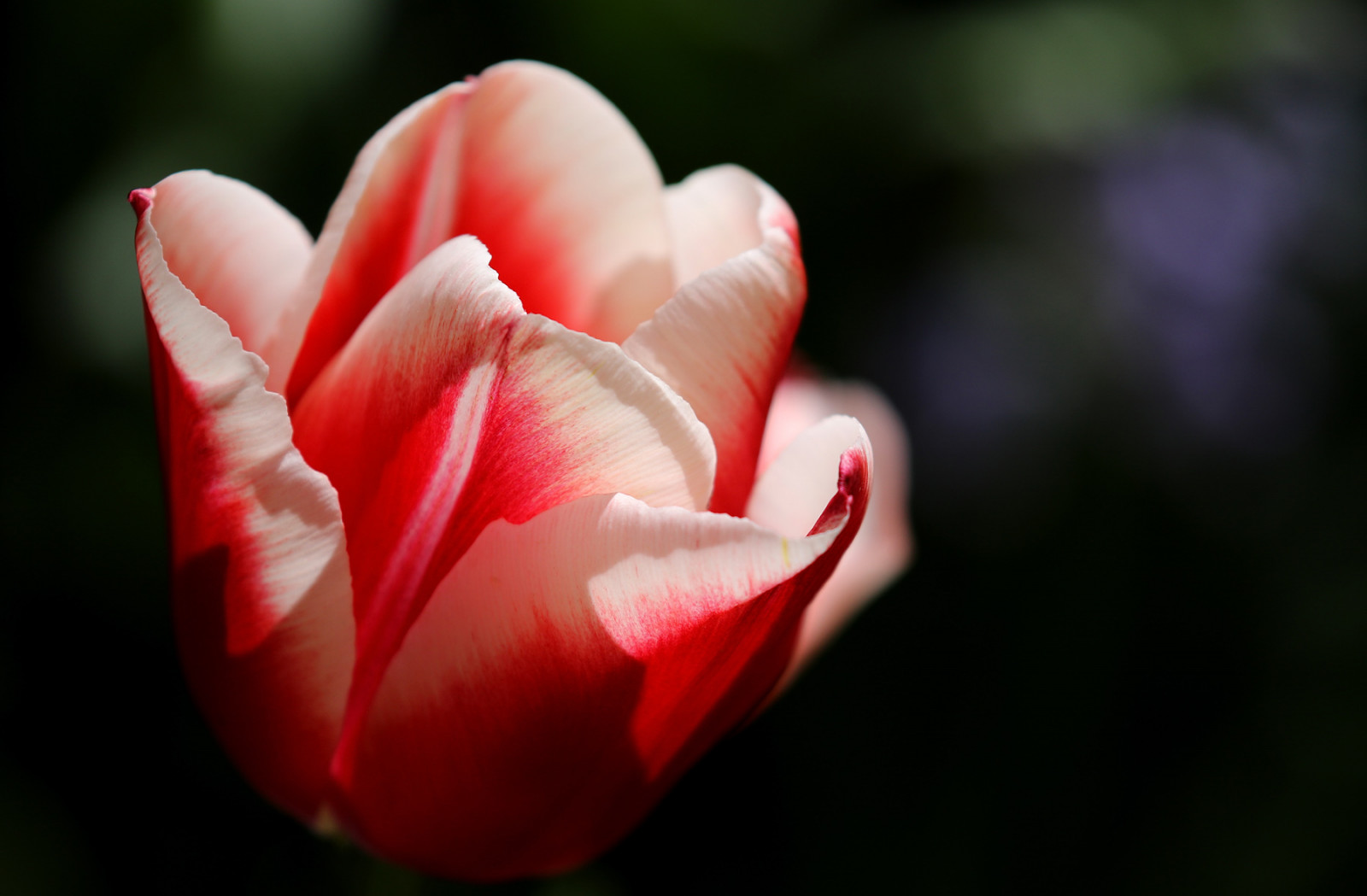 Wallpaper white, flowers, garden, nature, red, plants, Frankfurt