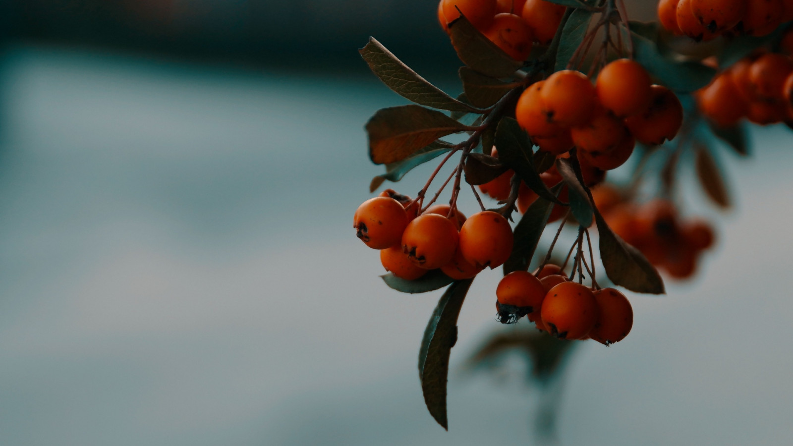 Wallpaper food, berries, plants, nature, macro 1920x1080 bhur123