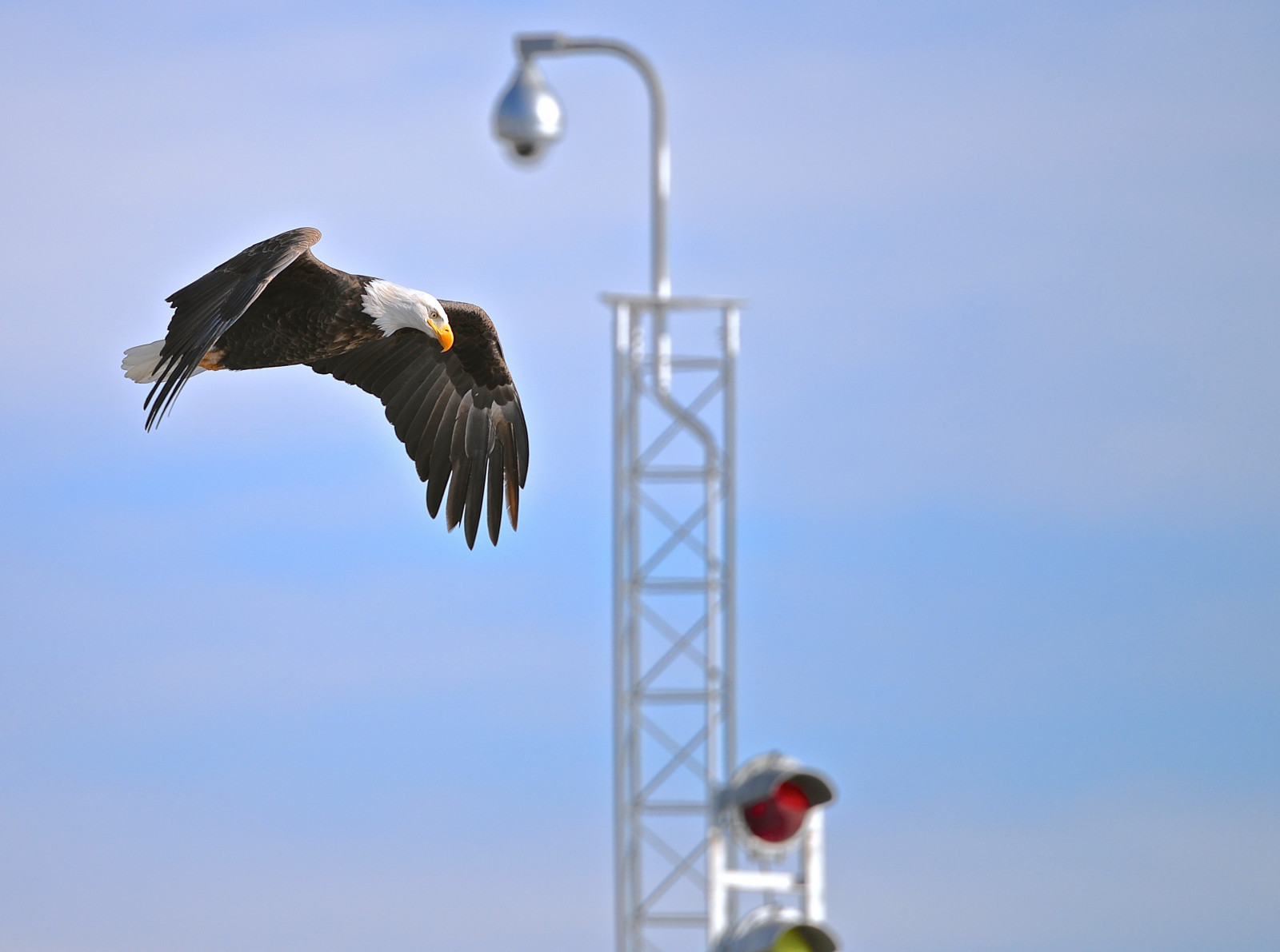 pouliční osvětlení, nebe, zima, Nikon, dravý pták, orel, Illinois, 2015, zobák, Iowa, leden, pták, birdsinflight, Orel bělohlavý, Mississippi, Mississippi, il, mořský pták, IA, nikond610, chicagoist, Hampton, ornitologie, nikon80400, americanbaldeagle, haliaeetusleucocephalus, Leclaire, Haliaeetus, Leucocephalus, Lockanddam14, Eaglesinflight, Příjemný