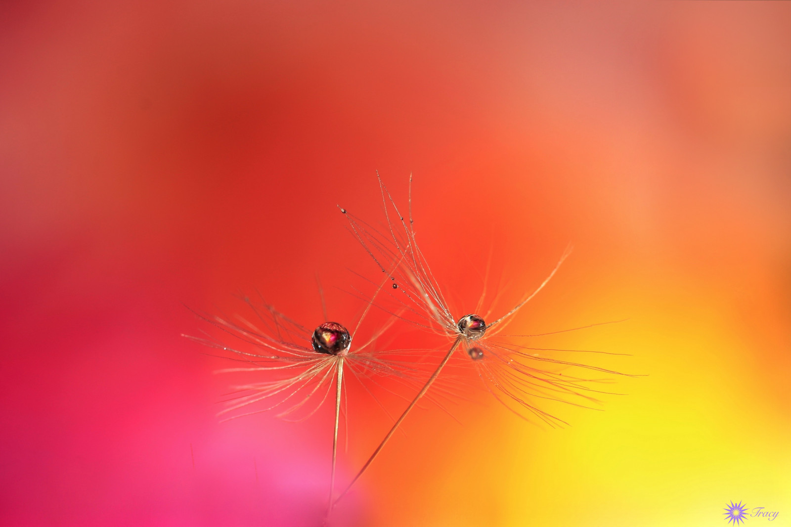 rostlina, makro, odraz, textura, voda, detailní, kapičky, barvy, měkkost, pampeliška, semena