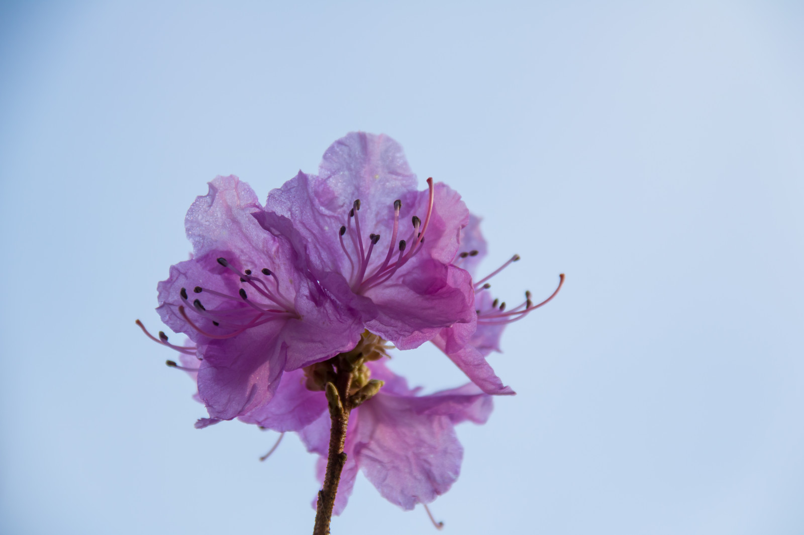 afdeling, cherry blossom, blomst, lyserød, forår, Rhododendron, træ, blomst, plante, flora, v r, forår, Alnarp, kronblad, Blom, rosa, jord plante, blomstrende plante, vedplante, tæt på, Busk, makrofotografering