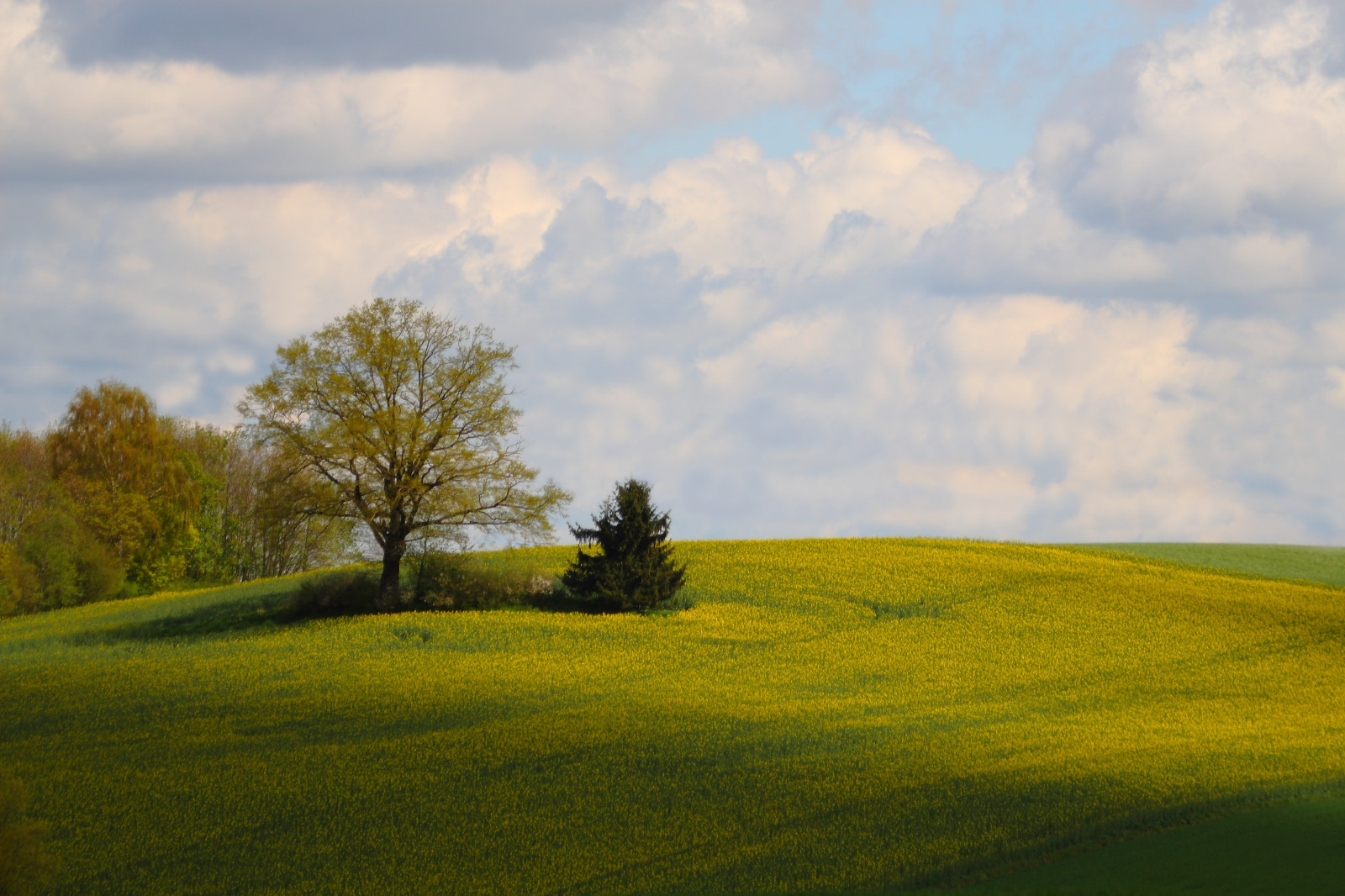 cielo, prateria, campo, natura, nube, giallo, albero, pianura, prato, pascolo, colza, canola, prateria, impianto di senape, collina, erba, area rurale, paesaggio, mattina, giorno, azienda agricola, atmosfera, luce del sole, raccolto, senape e cavolo famiglia, ecoregione, brassica, famiglia di erba, Brassica rapa, fenomeno meteorologico, orizzonte, agricoltura, tumulo, steppa, prato, sfondo del computer, piantagione, terreno