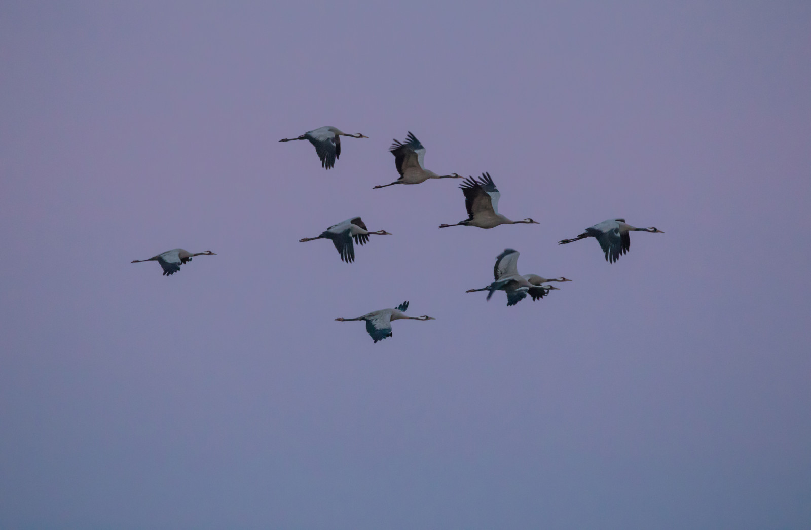 Himmel, Flugzeug, Flugzeug, Luftwaffe, Flug, Vogel, Kran, F Gel, Luftfahrt, Trana, Gezogen, Herde, Flügel, Atmosphäre der Erde, Vogelwanderung, Tiermigration, Kran wie Vogel