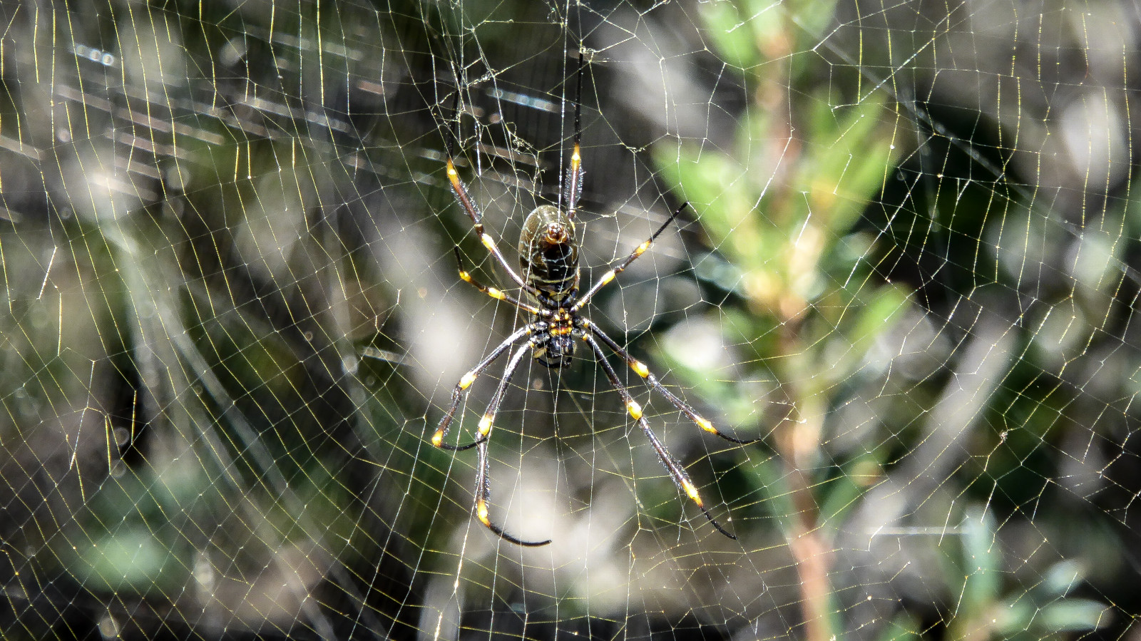 pavouk, pavoukovec, bezobratlý, pavoučí síť, orb weaver pavouk, členovců, araneus, Volně žijících živočichů, Křižák, strom, organismus, tangle web spider, voda, makro fotografie, les