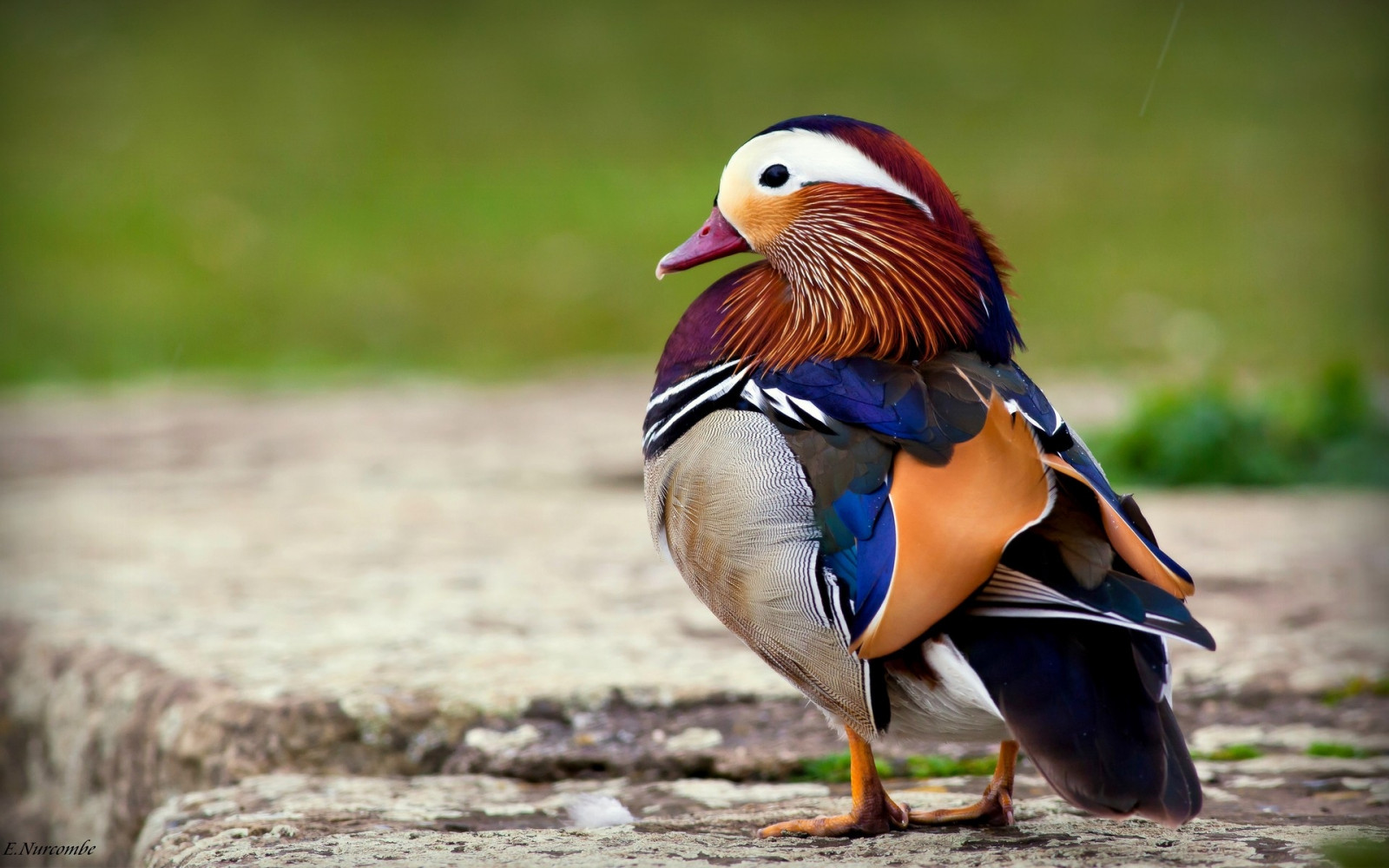 鳥綺麗 な 色: 日本の美しい野鳥 – 美しい鳥の羽根の世界 – HLUCTY