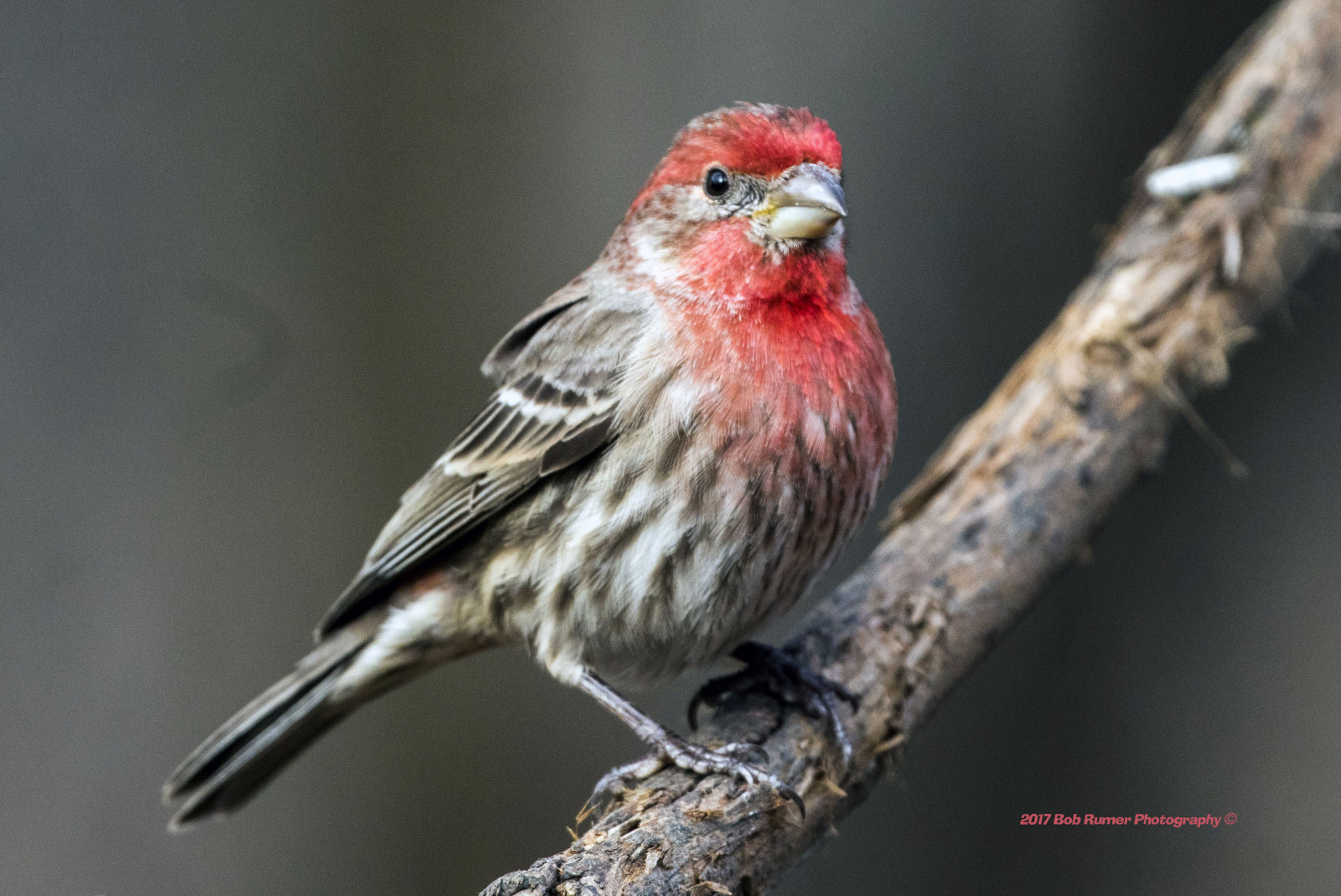 Malehousefinch, pěnkava, housefinch, pták, pozorování ptáků, ptáčník, Volně žijících živočichů, Příroda, naturewatcher, peacevalleypark, Lakegalena, canon7dmarkii, Canon100400mmlens