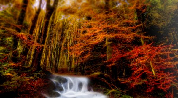 paysage,landscape,bois,foret,arbre,cascade