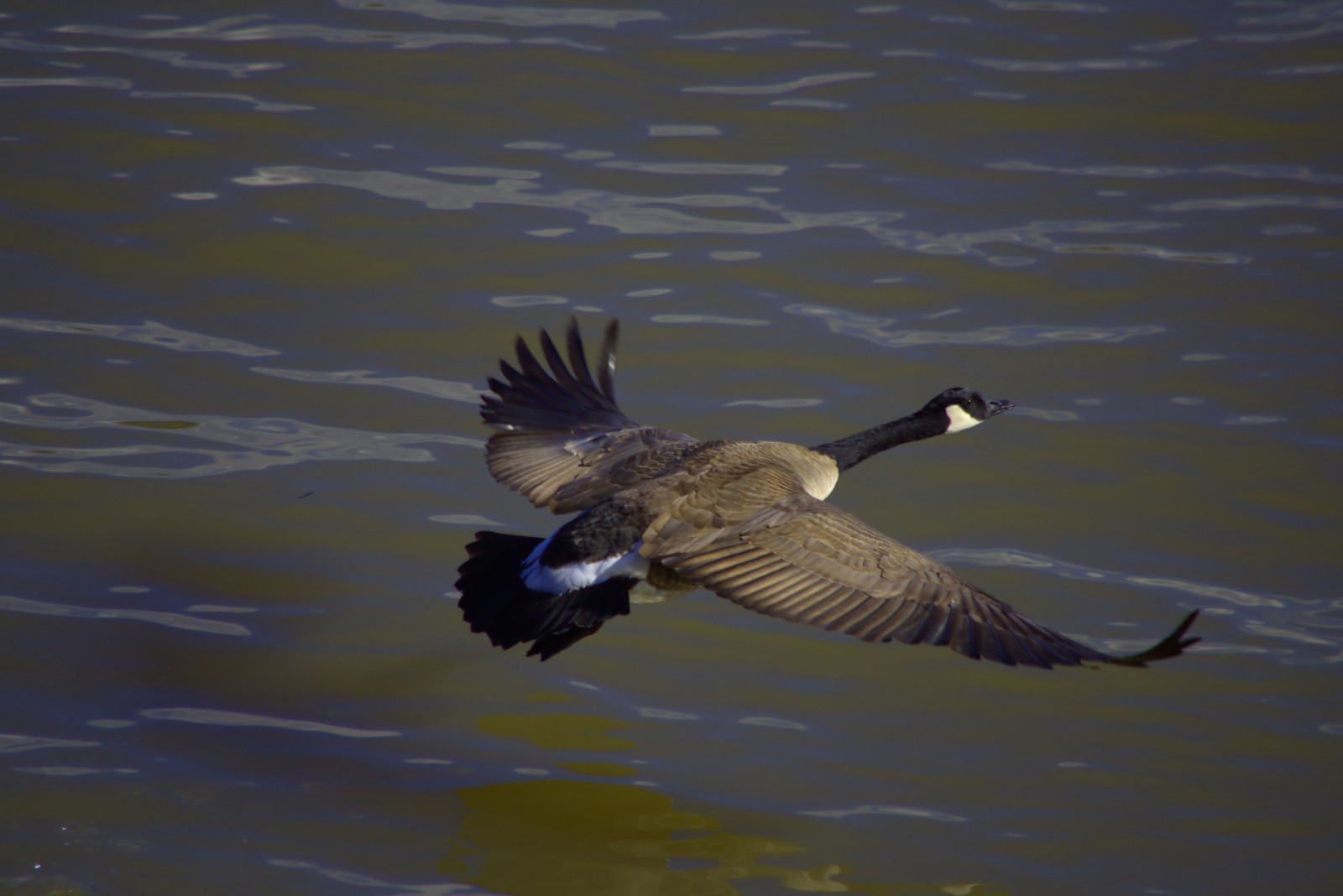 Masaüstü kuş, tüyler, Kaz, Kanada kazı, Kanatlar, uçan, Su, nehir, Havalanmak, Çırpınma, Uçuş